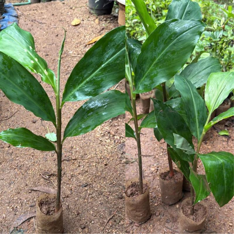 Ginger Curcuma Live Plant for Outdoor Planting, Very Hardy, Herbs Plants Perennial for Zones 8 to 11, Size 5-9" in Tall, No Pot, Random Color