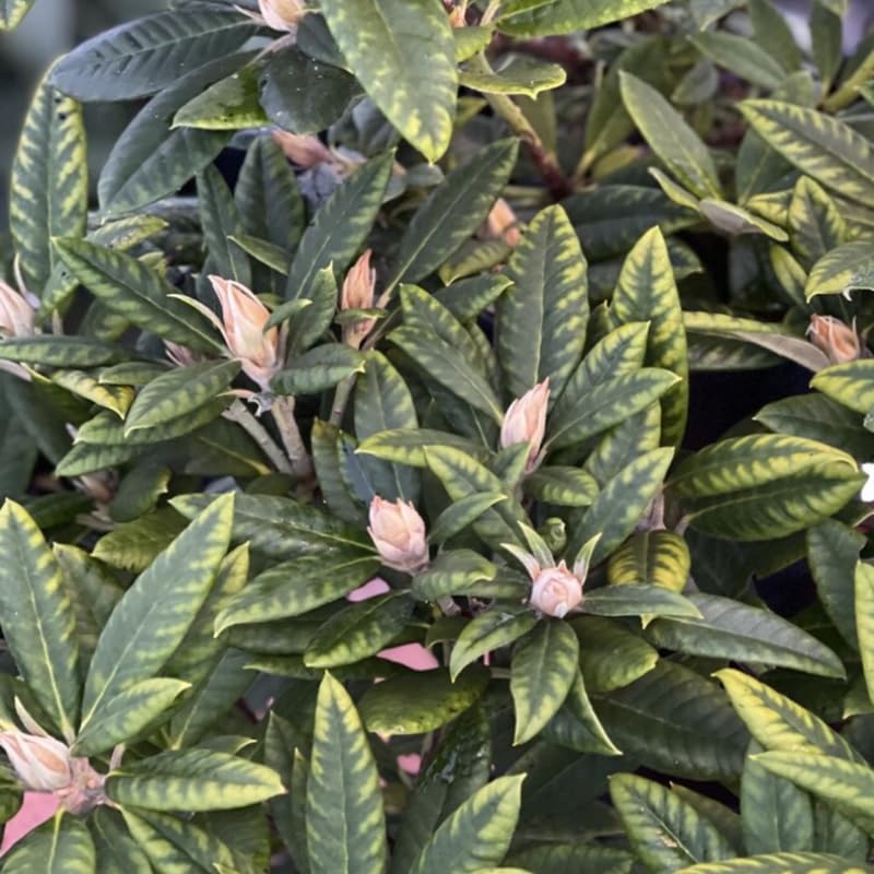 Orange Rhododendron Plant Live, Azalea Plants, Rhododendron Azalea Bushes Ready to Plant, Live Shrubs for Outdoor Planting