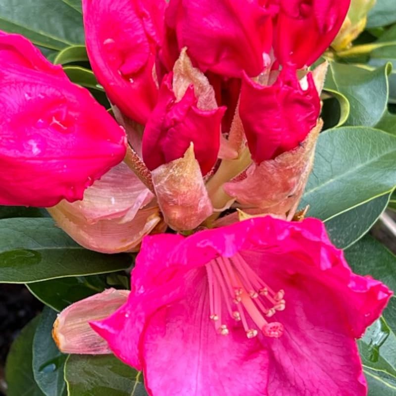 Red Pink Rhododendron Live Plant Shrubs for Outdoor Planting, Azalea Bushes Ready to Plant, Fragrant Rhododendron Plant Live