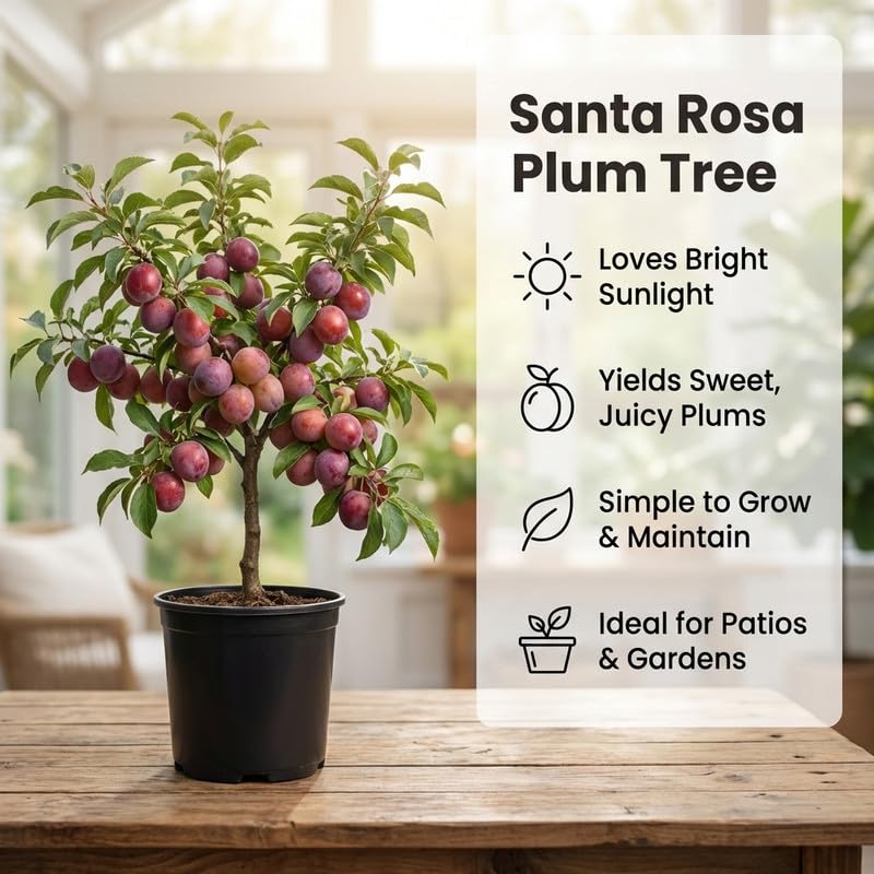 Santa Rosa Plum Tree Live Plant 2.5-3 Feet Tall, Sweet Plum Fruit Tree for Backyard Orchard, Patio Containers or Home Garden Growing, No Ship to CA
