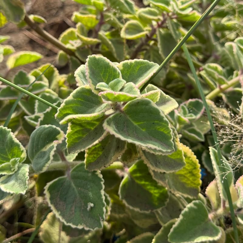 Set 2 Variegated Cuban Oregano Live Plants 4–7″, Fragrant Culinary Herb, Easy Care Garden or Container