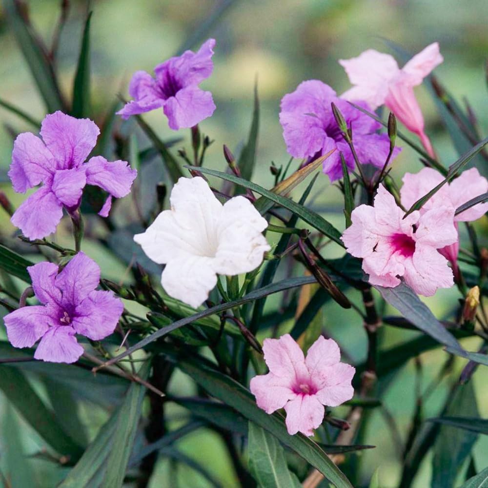 5 Mix Mexican Petunia Live Plants, Petunia Plants Live Flowering Perennial to Grow Outdoor Plants, 4-9 Inch Tall