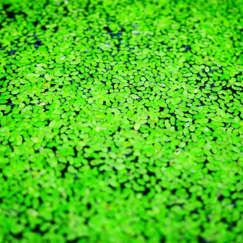 4000 Duckweed Plants, Green Duckweed Floating Aquarium Plants
