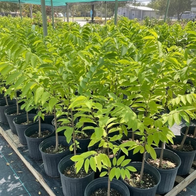 Sugar Apple Tree Live Plant in 5 Gallon Pot, 3-4 Feet Tall, Sweet Custard Apple Fruit Tree, Tropical Annona Squamosa Tree
