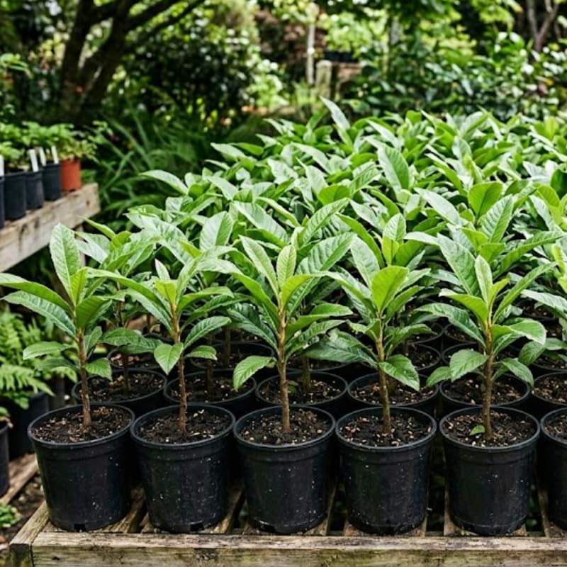 Loquat Trees Live Plants, Golden Loquat Seedling in 3 Gallon Pot, Sweet and Cold Hardy Tree for Backyard Orchard, No Ship to CA