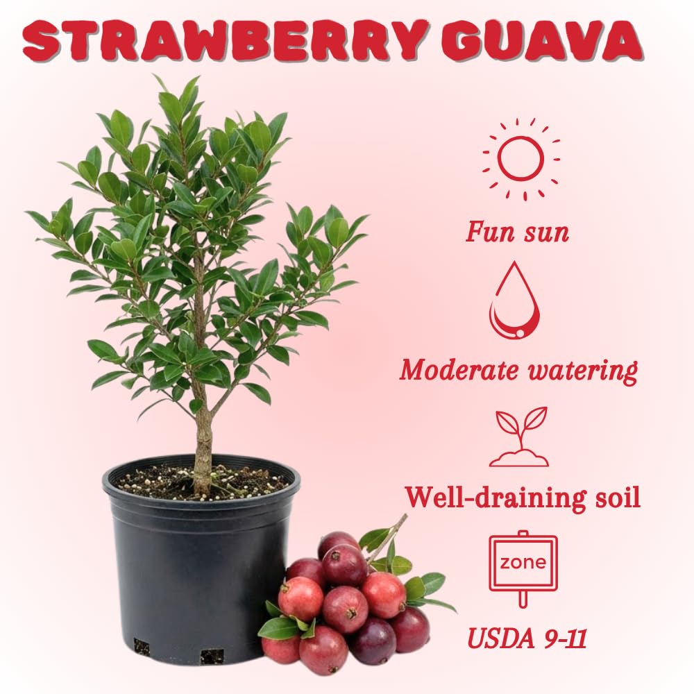 Strawberry Guava Tree Live Plant, Tropical Guava Fruit Tree for Planting, Sweet Fruit, 2-3' Tall in 3 Gallon Pot, No Ship to CA