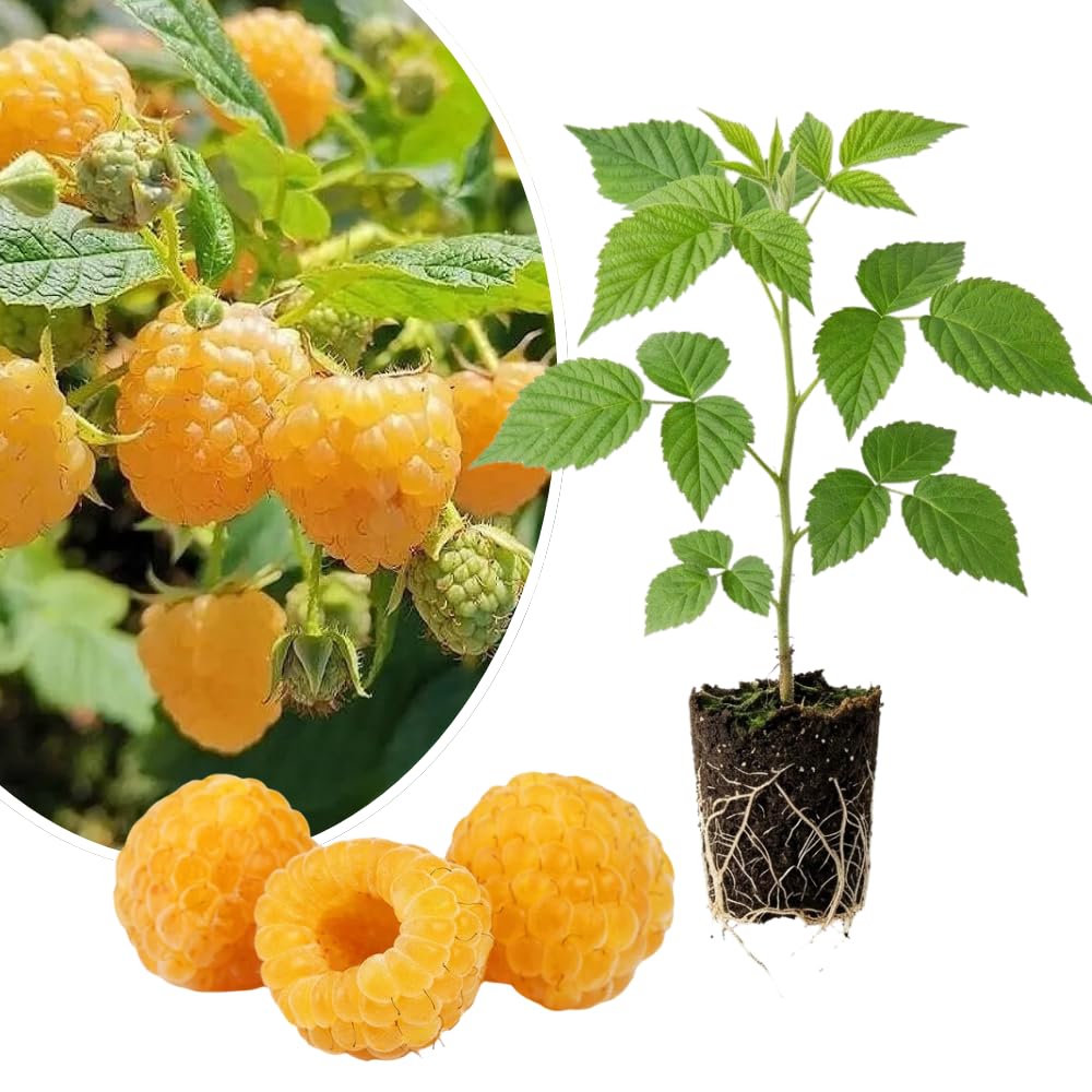 Gold Raspberry Live Plant, Berry Bush Plant, 5-8 Inch Tall