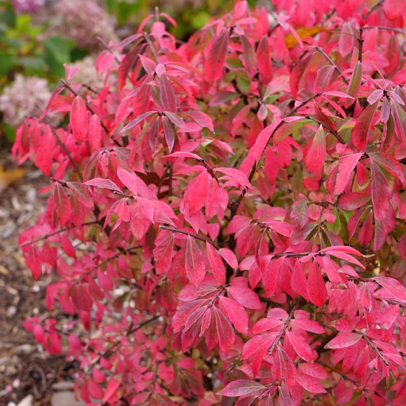 Dorrmant Dwarf Burning Bush in 2.5'' Pot, Vibrant Red Foliage, Hardy Shrub for Planting Outdoor, No Ship to NY, NH, MA, VT