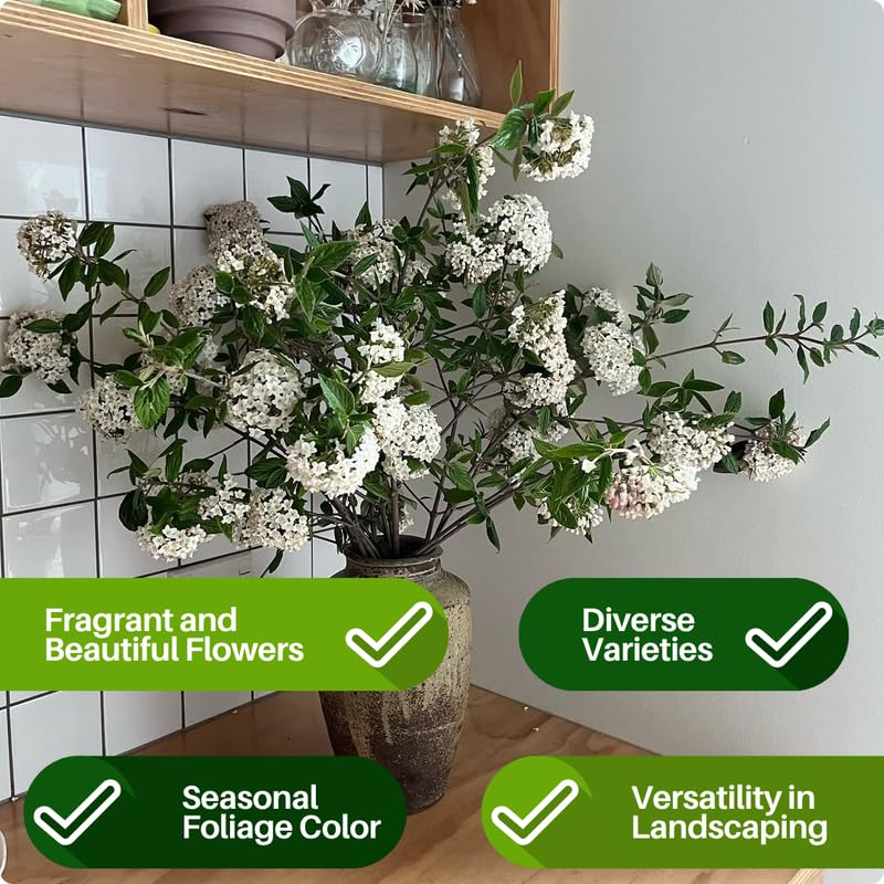 Japanese Snowball Viburnum Tree Live Plant Shrub in Pot, Fragrant Flower, Dormant in Winter, 6-12" in Tall, Bare Root to CA, Bush Shrub Spring Blooms