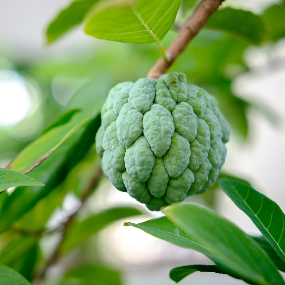 Annona Squamosa Sugar Apple Live Plant, 6-12” Tall, Potted Sugar Apple Tree