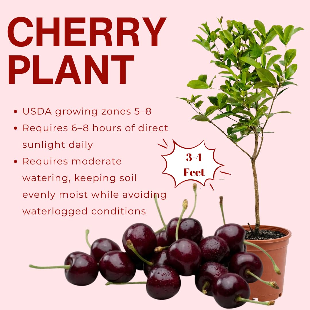 Cherry Tree Live Plant, Sweet Cherry Fruit Tree, Cold Hardy Outdoor Garden Tree, 3–4 Feet Tall in 3 Gallon Pot, Ready to Grow, No Ship to CA (Dark Red Cherry)