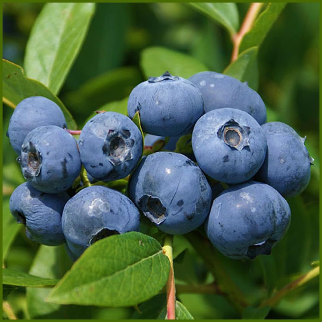 3 Years Old Bright Blueberry Bush Tree Live Plant 1-2 Feet Tall in 2 Gallon Pot, Blueberries Plants, High Yielding, Ready to Fruit, No CA