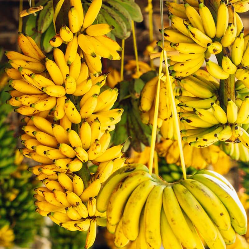 Sweetheart Banana Tree Live Plant, Well Rooted 4-8" Tall, Cold Hardy Tropical Banana Plant Live Well Rooted, Live Banana Fruit
