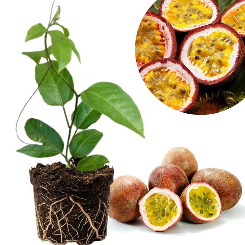 Purple Passionfruit Tree Live Plant, Passion Fruit Vine Plant, 4-8 Inches Tall, Outdoor Planting, Very Fast-Growing Vines