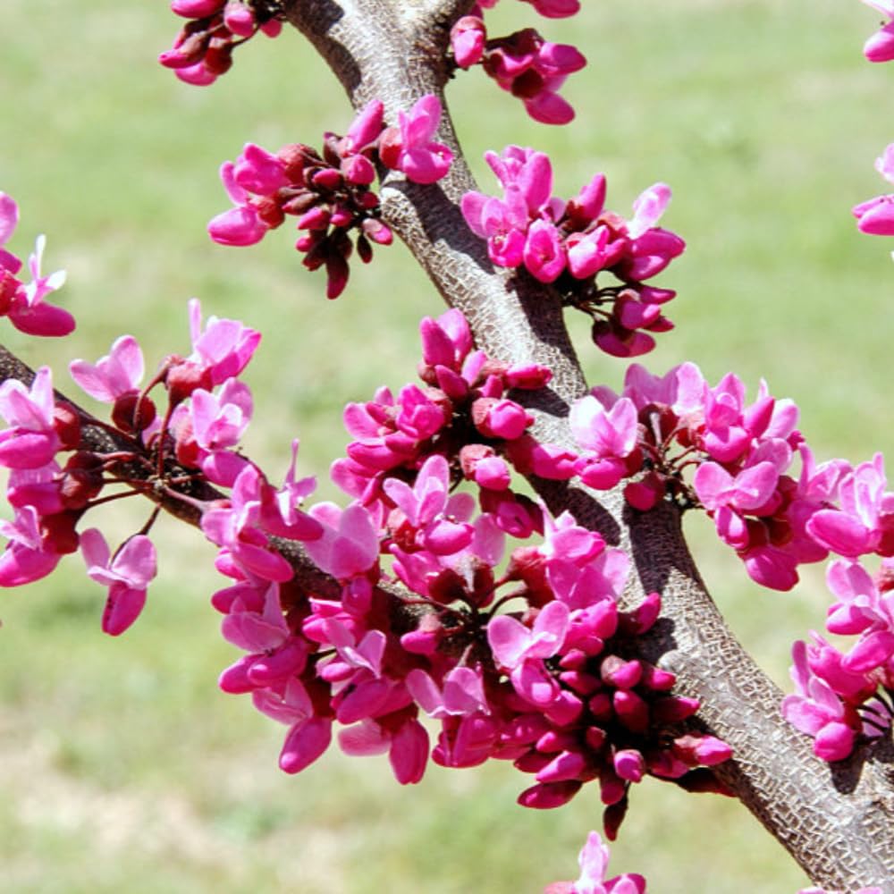 Eastern Redbud Tree Live Plant in Quart Pot, Pink Flowering Ornamental Tree, 8-14" Tall, Hardy Redbud Seedling for Outdoor Landscaping, Winter Dormant
