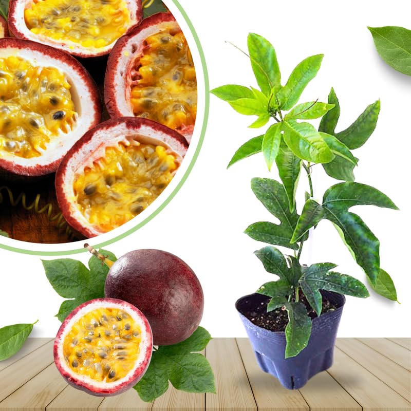 Purple Passionfruit Tree Live Plant, Passion Fruit Vine for Planting, 4-8 Inches Tall