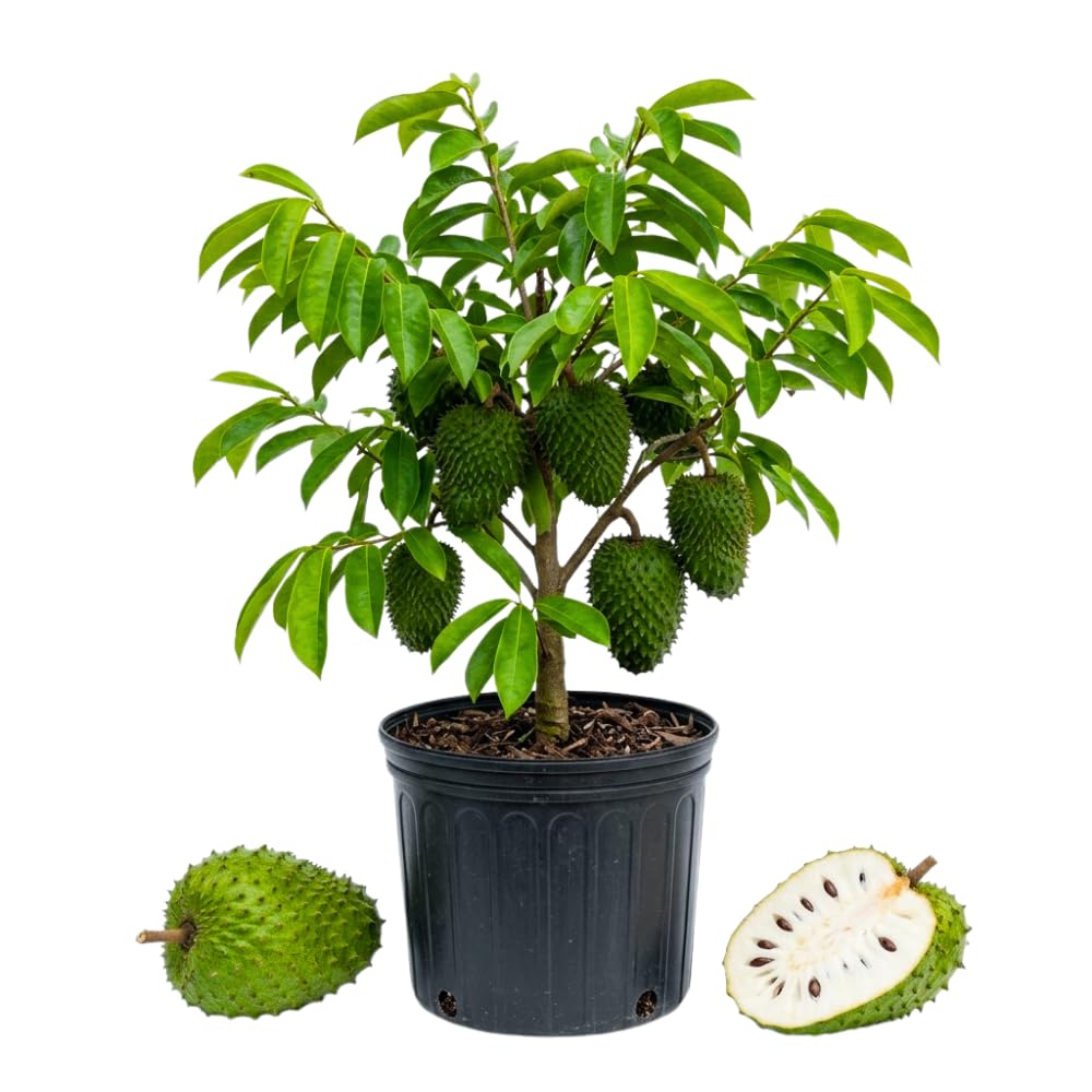Soursop Plant Live, Guanabana Giant Soursop Tree Live Plant, 3 Feet Tall, Soft Pulp, Annona Guanabana Plant for Zones 10-11, No Ship to CA