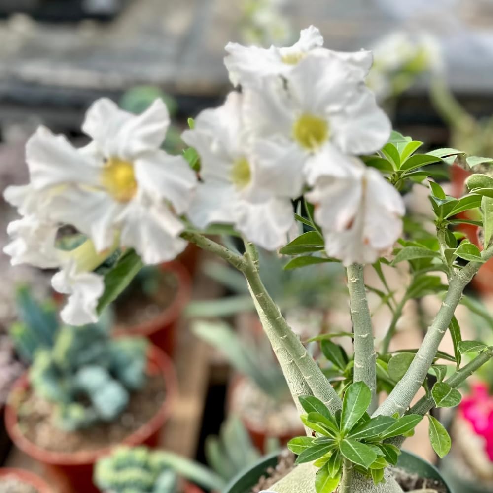 White Desert Rose Plant Live, Desert Rose Live Plants, Adenium Obesum Flowers Plants for Planting Garden Indoor Outdoor