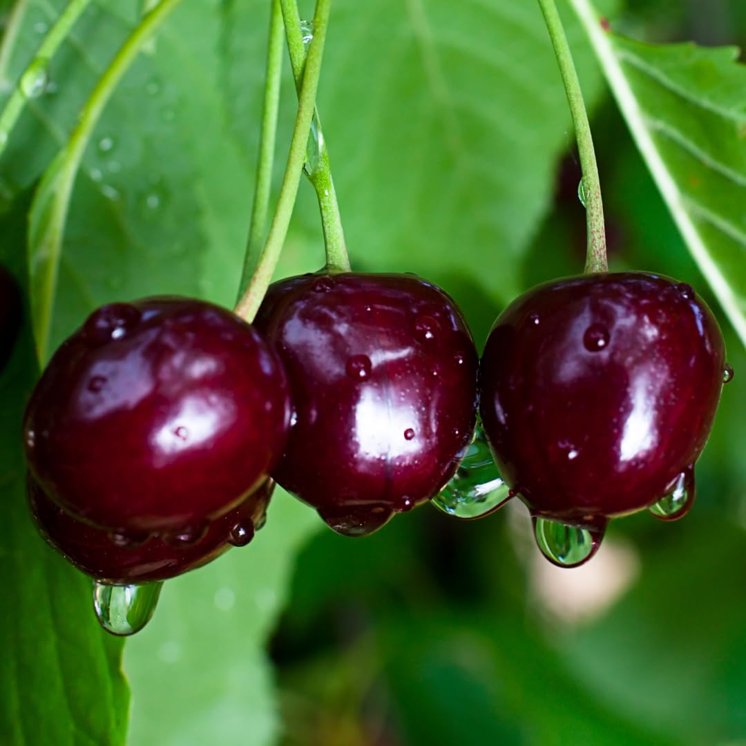 Cherry Tree Live Plant, Sweet Cherry Fruit Tree, Cold Hardy Outdoor Garden Tree, 3–4 Feet Tall in 3 Gallon Pot, Ready to Grow, No Ship to CA (Dark Red Cherry)