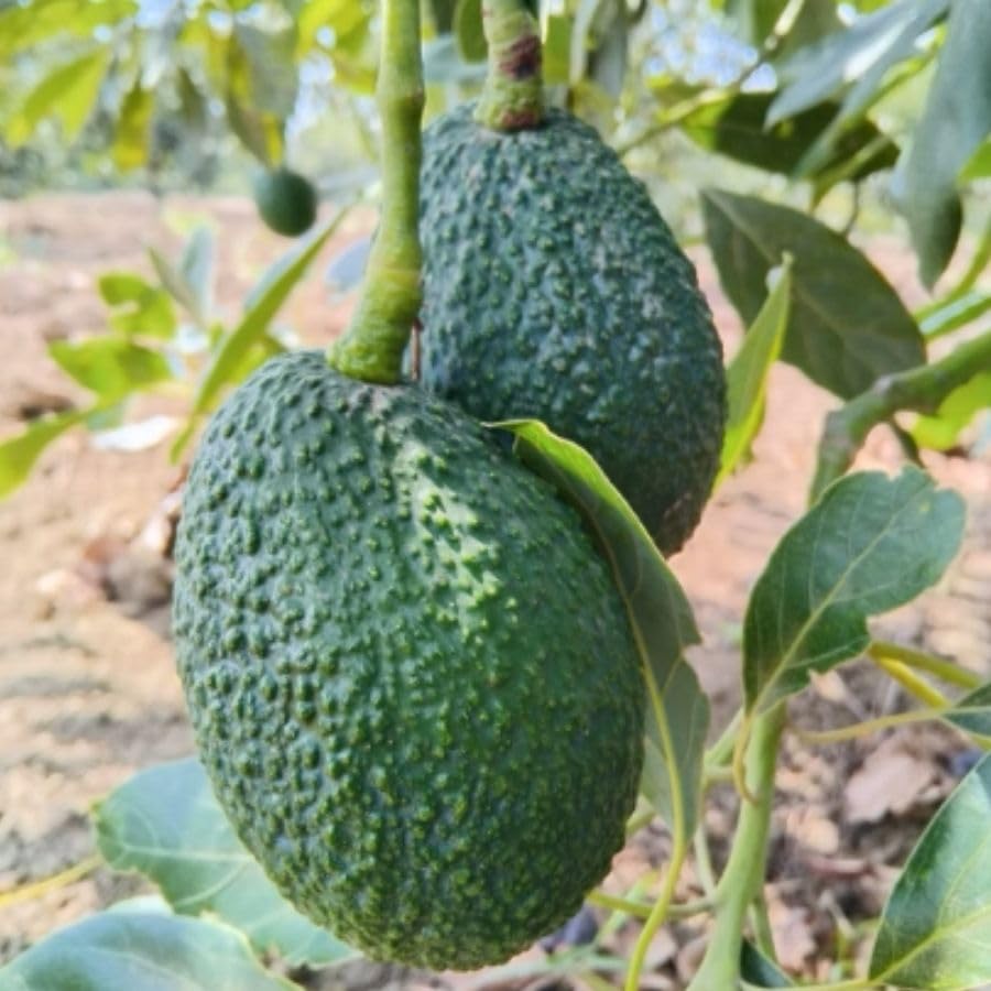 Cold Hardy HASS Avocado Live Plant 1.5-2.5" Tall in 2 Gallon Pot, Avocado Tree Plant, Fruit Plants Outdoor Indoor
