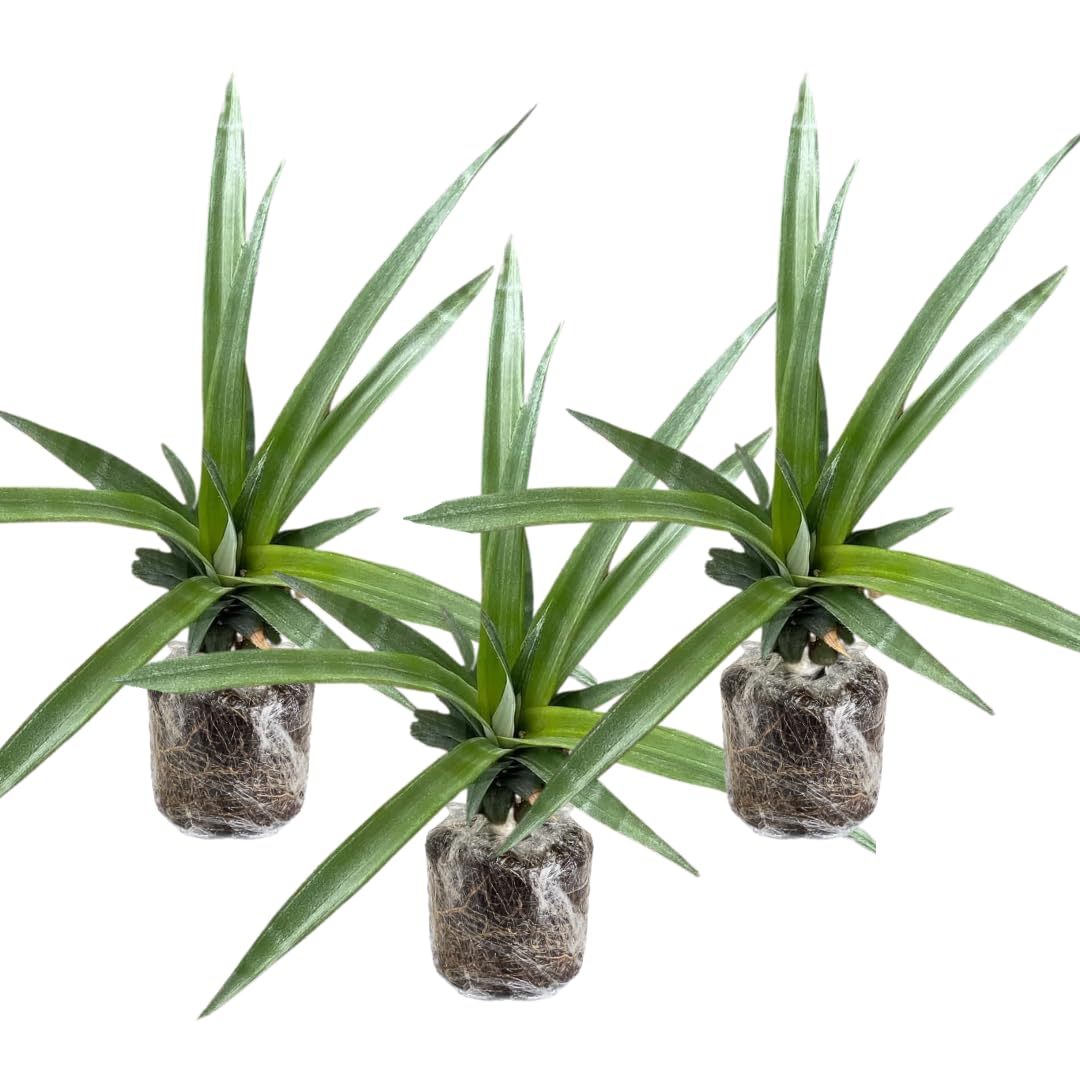 3 Elite Gold Pineapple Plants Live, 5-9 Inch Tall, Tropical Pineapple Fruit Tree Seedlings for Planting