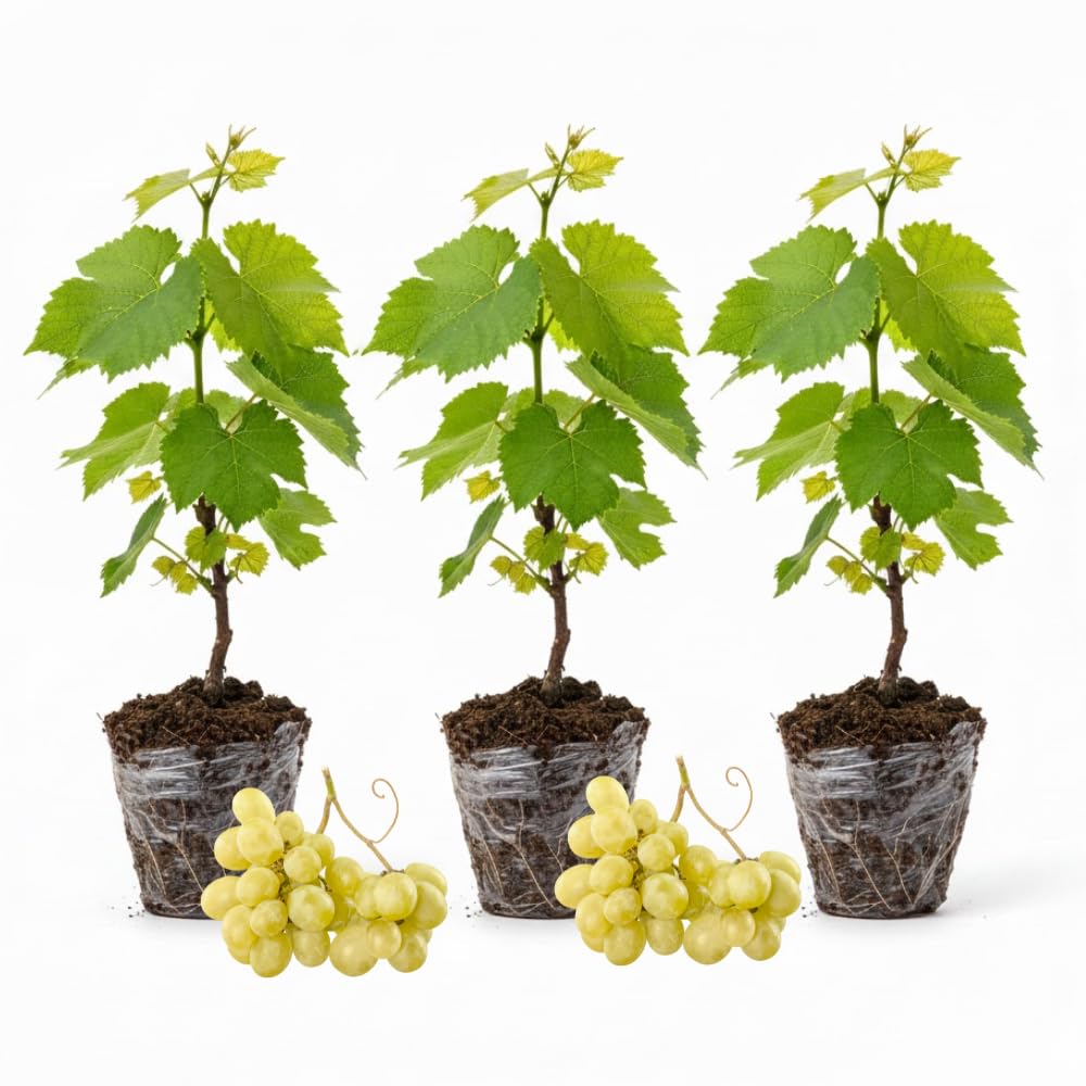 Set of 3 Muscadine Grape Plants Live, 4-6" Tall Seedless Grape Vines for Outdoor Planting, Hardy Fruit Plants for Garden and Vineyard (Yellow White Grape)