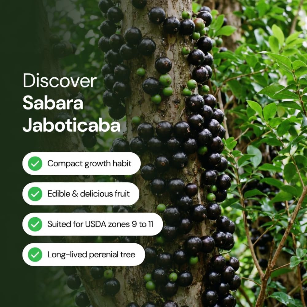 Jaboticaba Tree Live Plant, Jaboticaba Fruit Tree, Well Rooted, 2-3 Feet Tall, Black Grape Fruits for Edible Garden and Container