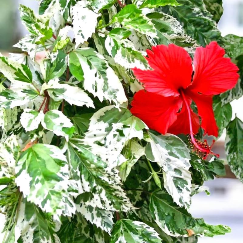 Set 4 Hibiscus Plants Live, Tropical Flowering Shrub, 4-8" Tall, Cold Hardy Bush (Snow Hibiscus)