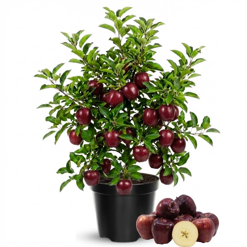 Live Red Delicious Apple Tree 3 Feet Tall, Fruit Apple Tree Plant for Outdoor Garden in 5 Gallon Pot, Sweet Apples for Backyard Orchard, Patio Container or Home Garden, No Ship to CA