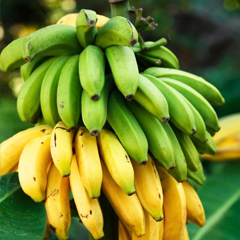 Sweetheart Banana Tree Live Plant, Well Rooted 4-8" Tall, Cold Hardy Tropical Banana Plant Live Well Rooted, Live Banana Fruit