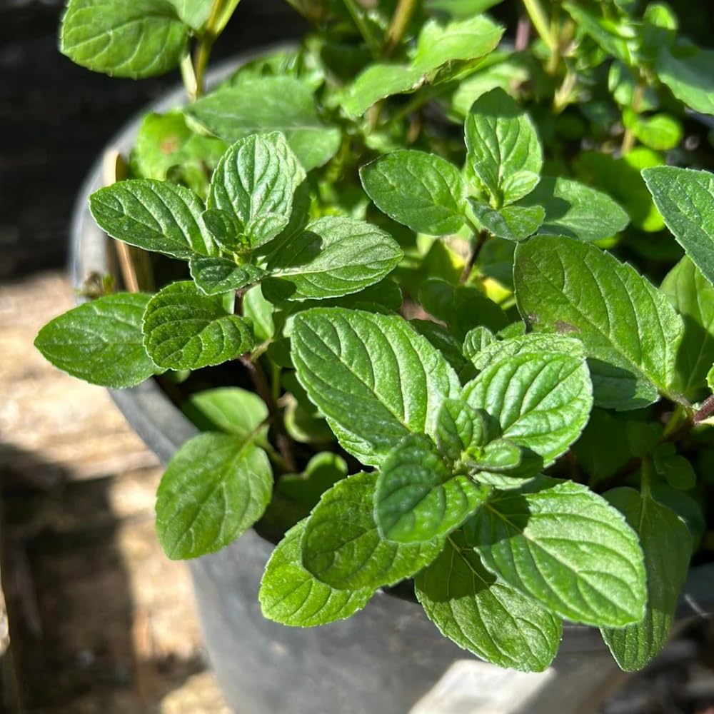 Mixed Mint Plants Live, 4 Pack Assorted Mint Varieties, 4-6" Tall, Culinary Herb Plants for Indoor or Outdoor Growing