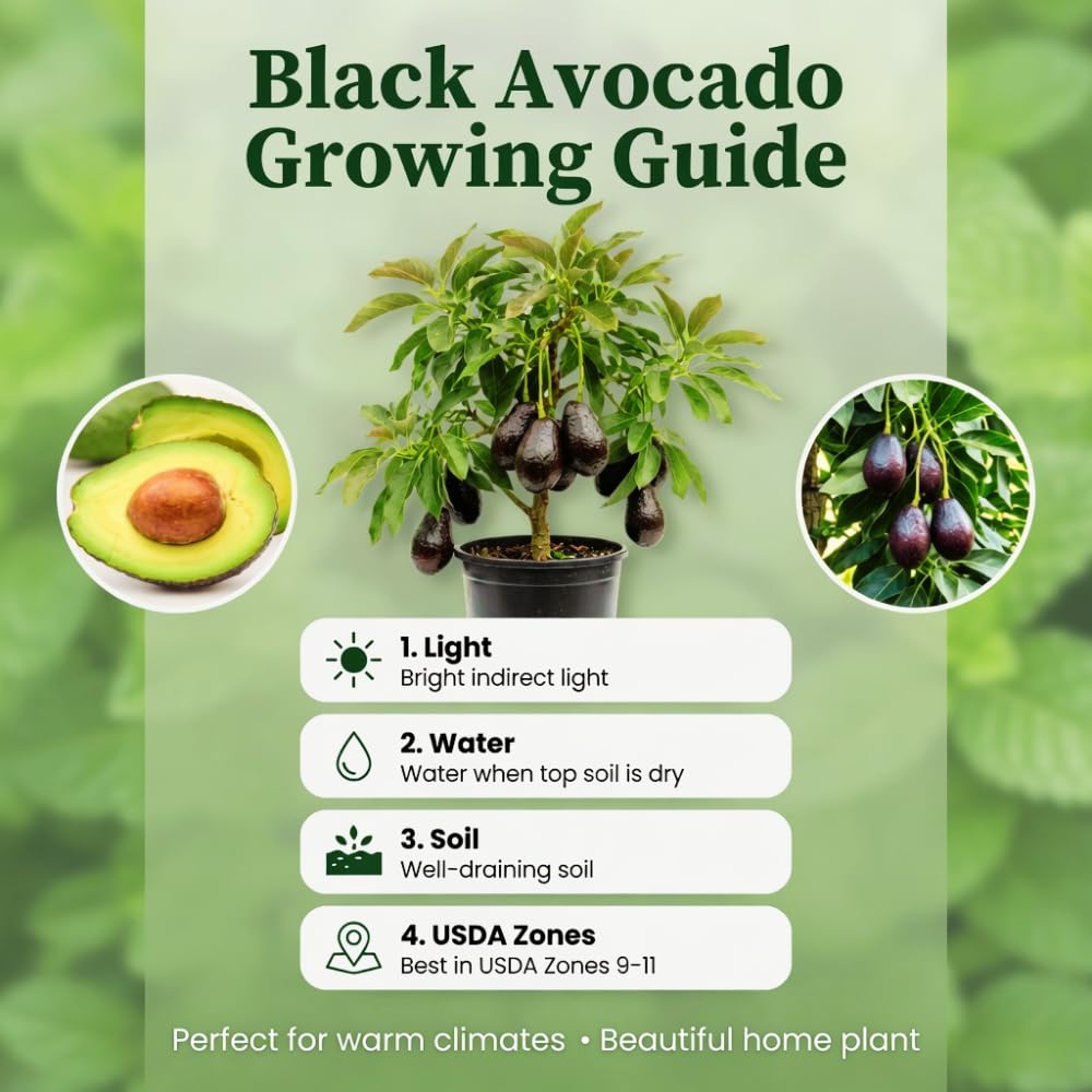 Black Avocado Tree, Avocado Trees Live Plants in 3 Gallon Pot, Fruit Bearing Plant for Outdoor Garden, 1-2 Feet Tall, No CA