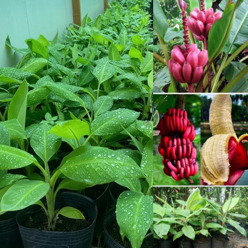 Sets 2 Red Banana Trees Live Plants Well-Rooted, High Yield Easy to Grow Banana Plants, 4-9 Inc Tall, No Pot, Cold Hardy, Compact Size