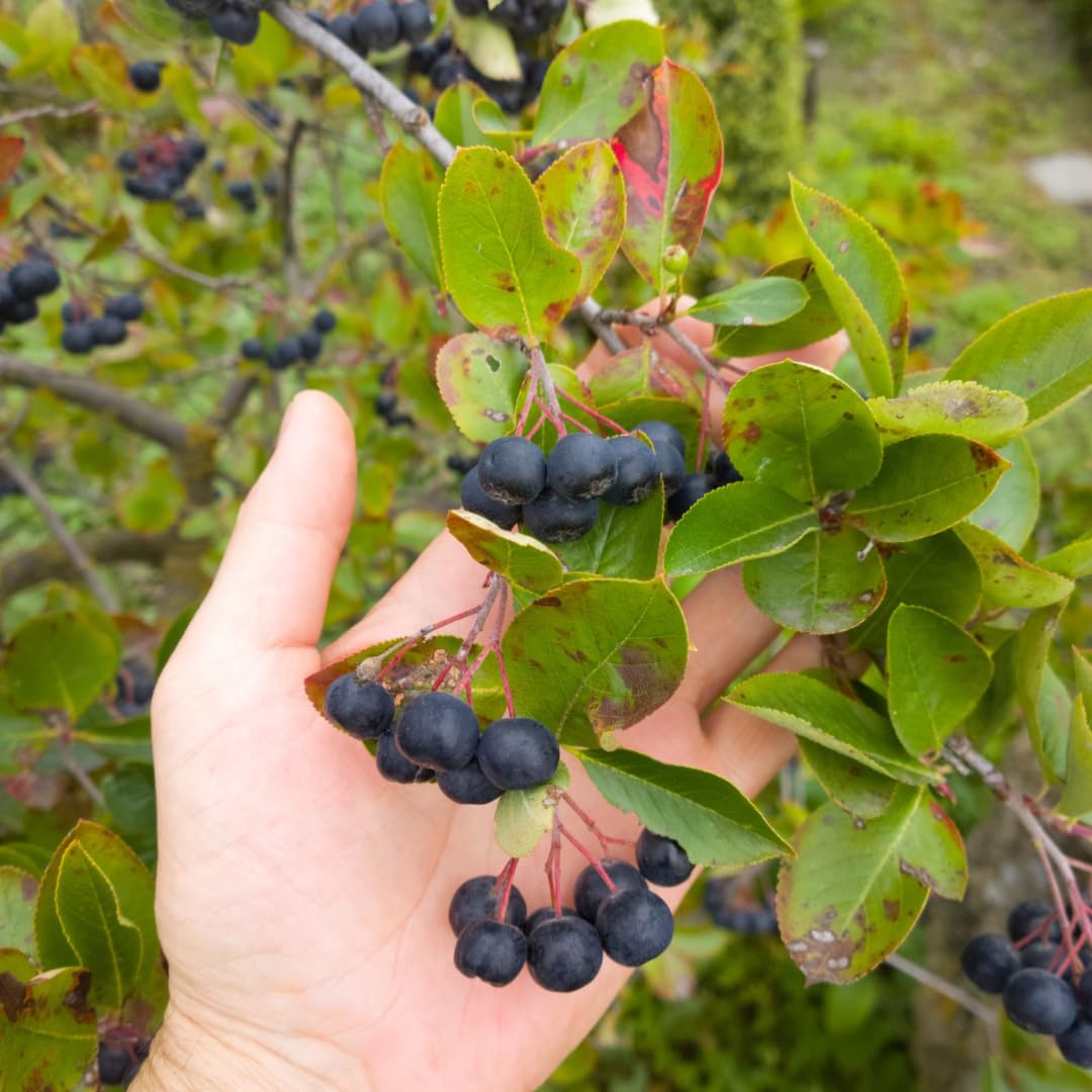1-2 Ft Black Aronia Chokeberry Plant, Edible Berry Plant Shrub for Planting, Dormant in Winter, 1 Year Old Plants