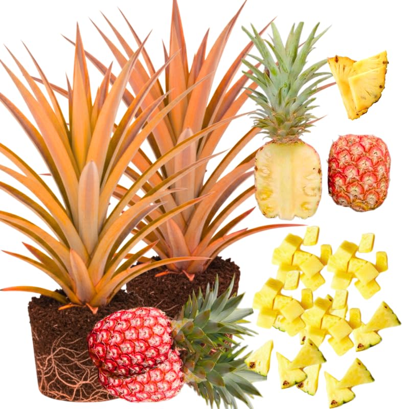 Pack 2 Florida Pineapple Plants Live, Tropical Fruit for Spring Plant, Well-Rooted 4 to 8 Inch Tall for Planting Outdoor Full Sun
