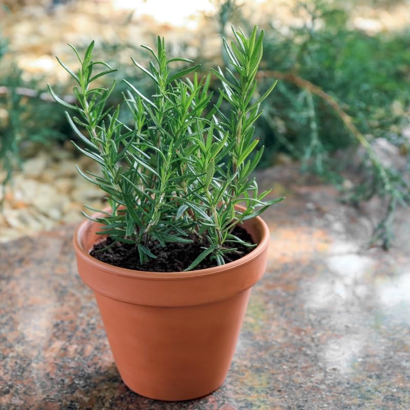 Set of 3 Blue Rosemary Plants Live, Well Rooted Rosemary Herb 4–7 Inches, Culinary and Ornamental Herb for Growing