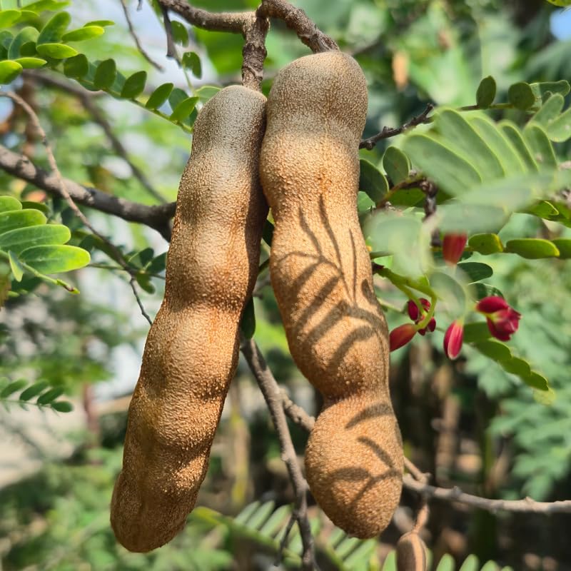 Tamarind Tree, Tropical Tamarind Fruit Tree, 2-3 Feet Tall, Fully Rooted in 3 Gallon Pot for Planting, No Ship to CA
