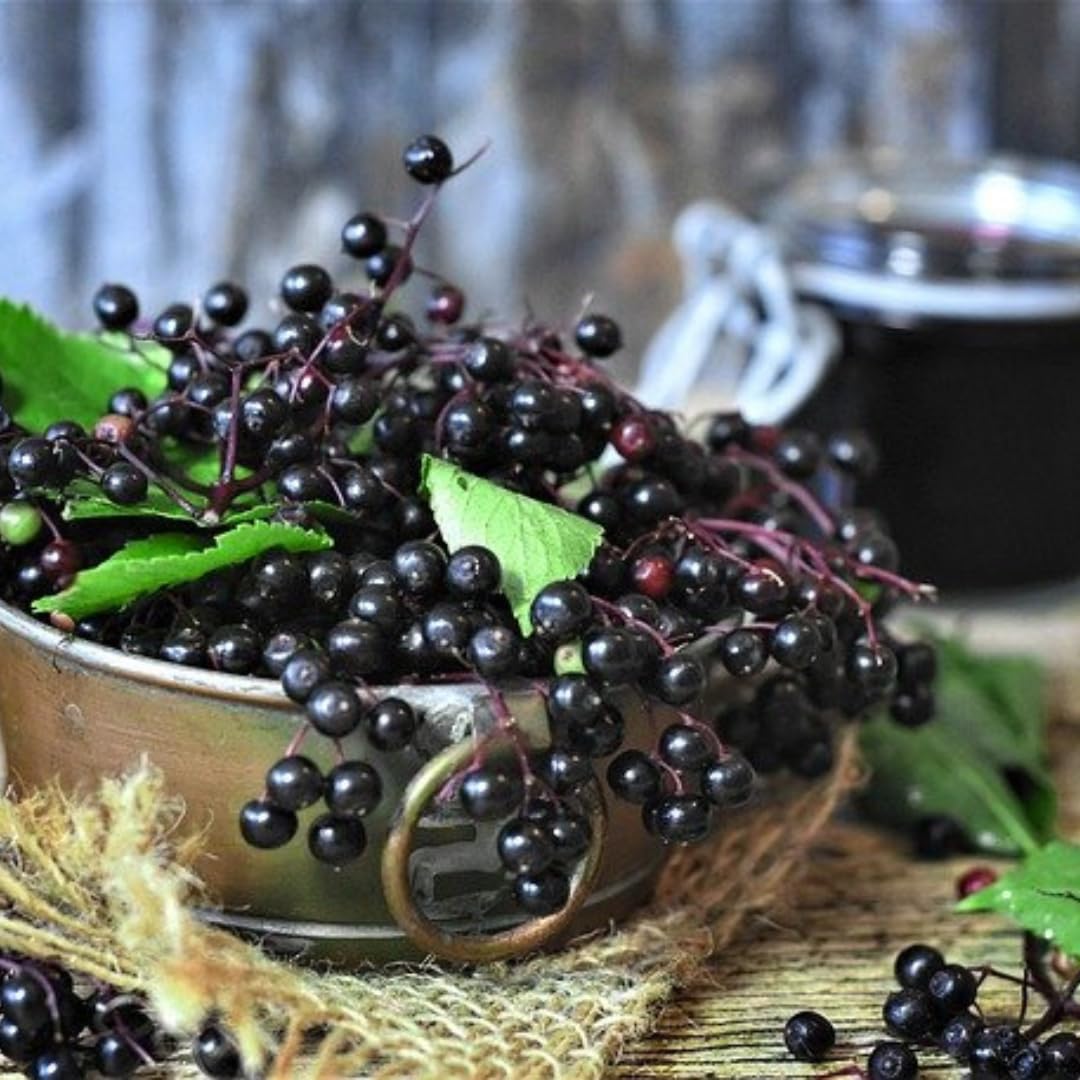 2 Black Elderberry Plants Live, 6-10 Inch Tall, American Elderberry Bush Live Plant, Sweet Elderberries Fruit