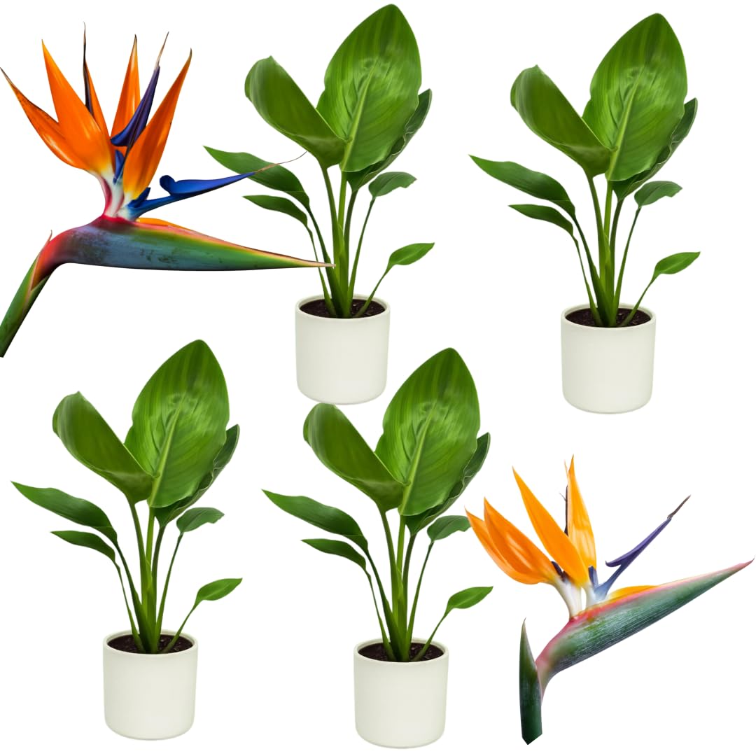 2 Mix Bird of Paradise Plants Live, Cold Hardy, 4-7" in Tall, Fast Growing, Strelitzia Reginae Flower for Spring Landscaping Ornamental Indoor Outdoor