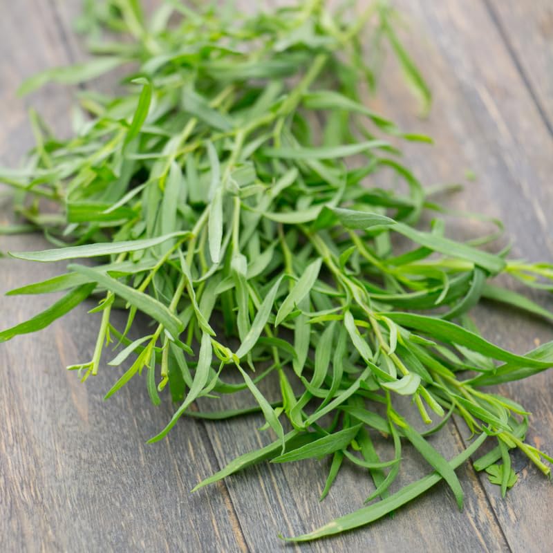 2 French Tarragon Plants Live for Planting Outdoor, Tarragon Herb Plug 4-7 Inches, Easy Care, Ready to Grow Herbs