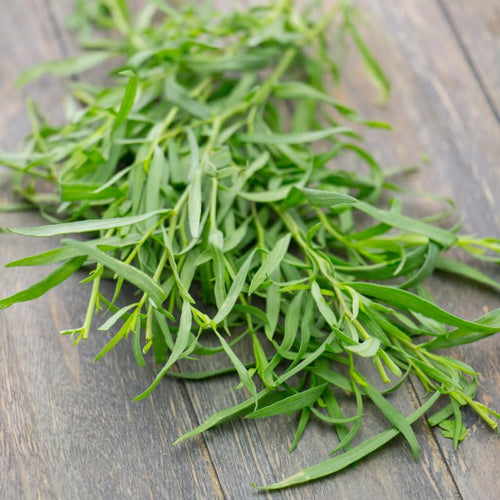 2 French Tarragon Plants Live for Planting Outdoor, Tarragon Herb Plug 4-7 Inches, Easy Care, Ready to Grow Herbs