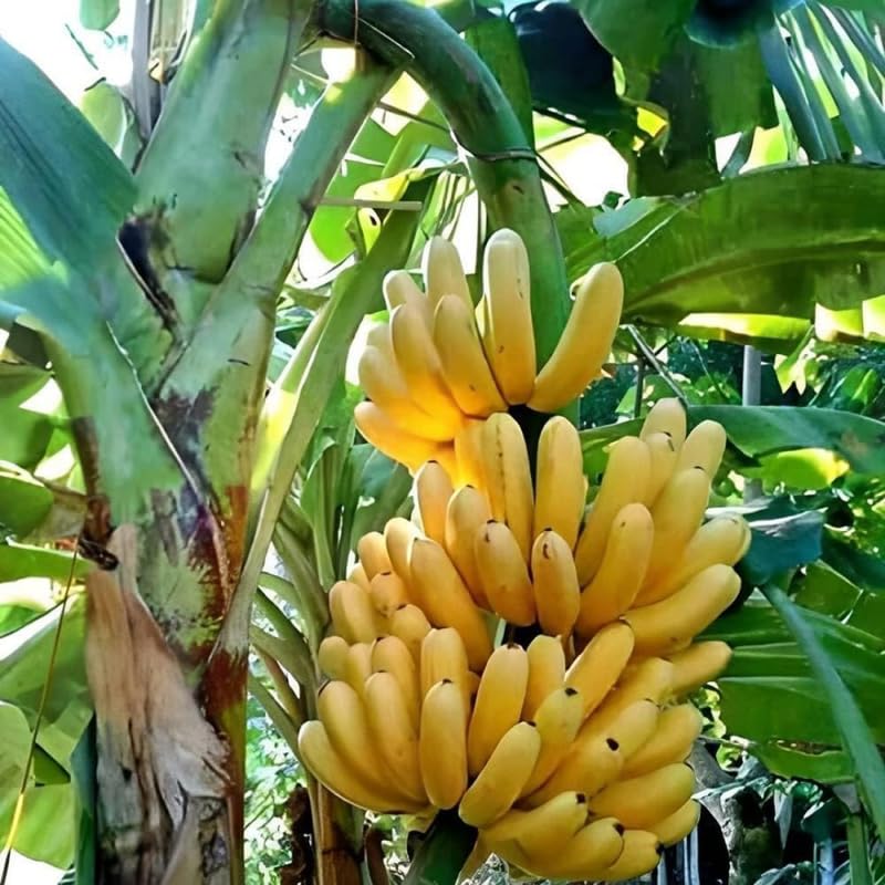 Sweet Banana Tree Live Plant, Cold Hardy Banana Plant Live, Tropical Banana Fruit Seedling, Well Rooted 4-8 Inch Tall