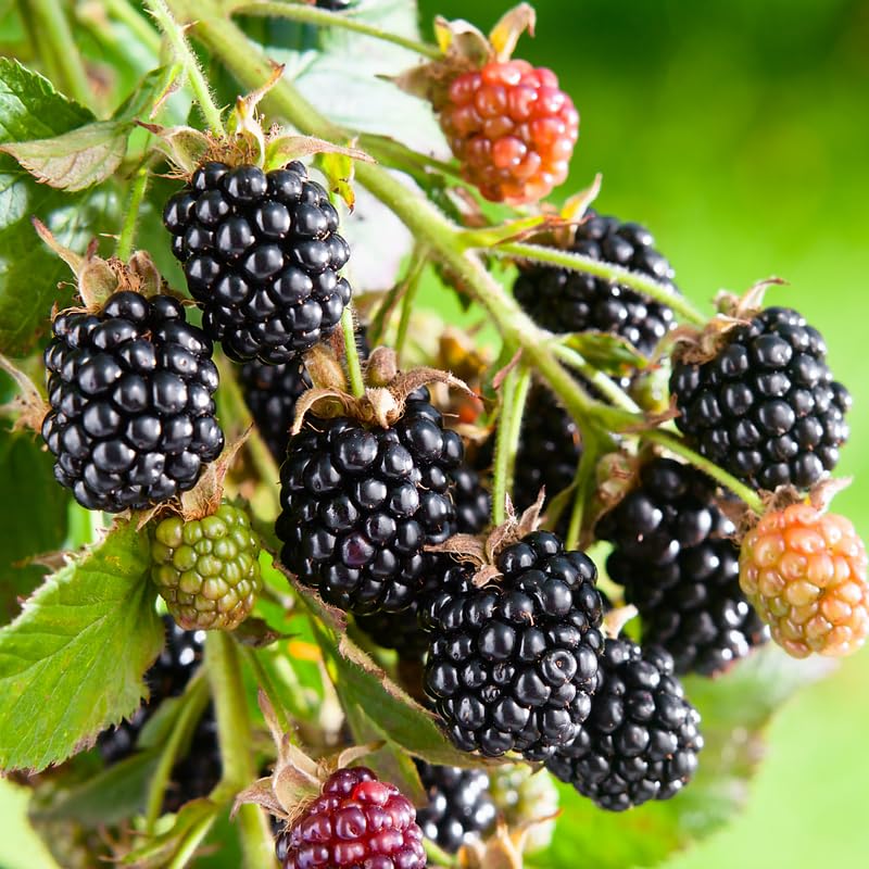 2 BlackBerry Bushes Live Plant, Sweet, Thornless, High Yielding Berries for Outdoor Planting, Fully Rooted 4-7 Inches (Osage)