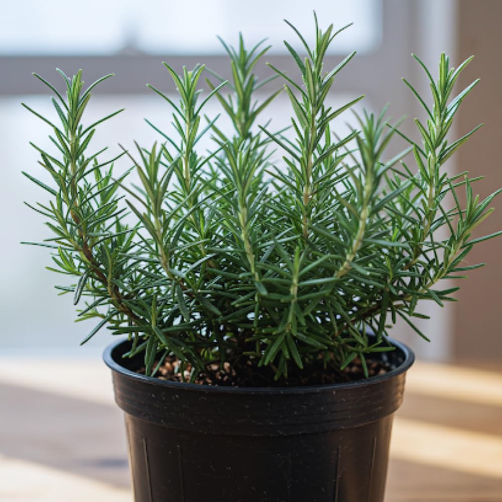 Set 6 of Rosemary Plants Live, Live Rosemary Herb Plants from 3 to 5 Inches Long