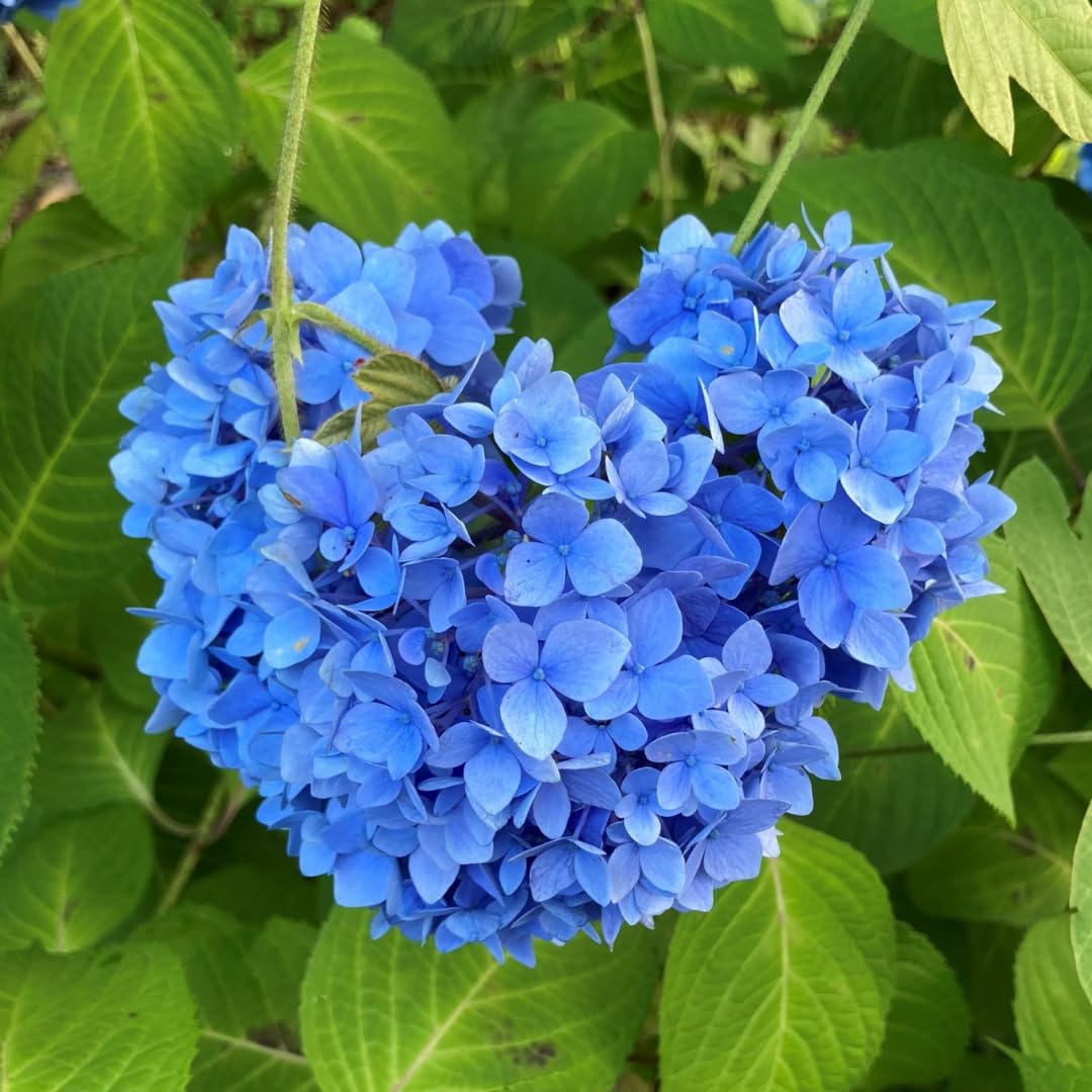 Hydrangea Plant Live, Hydrangea Tree Live Plant for Planting, 5 to 7 Inc Tall, Blue Flowers Plant
