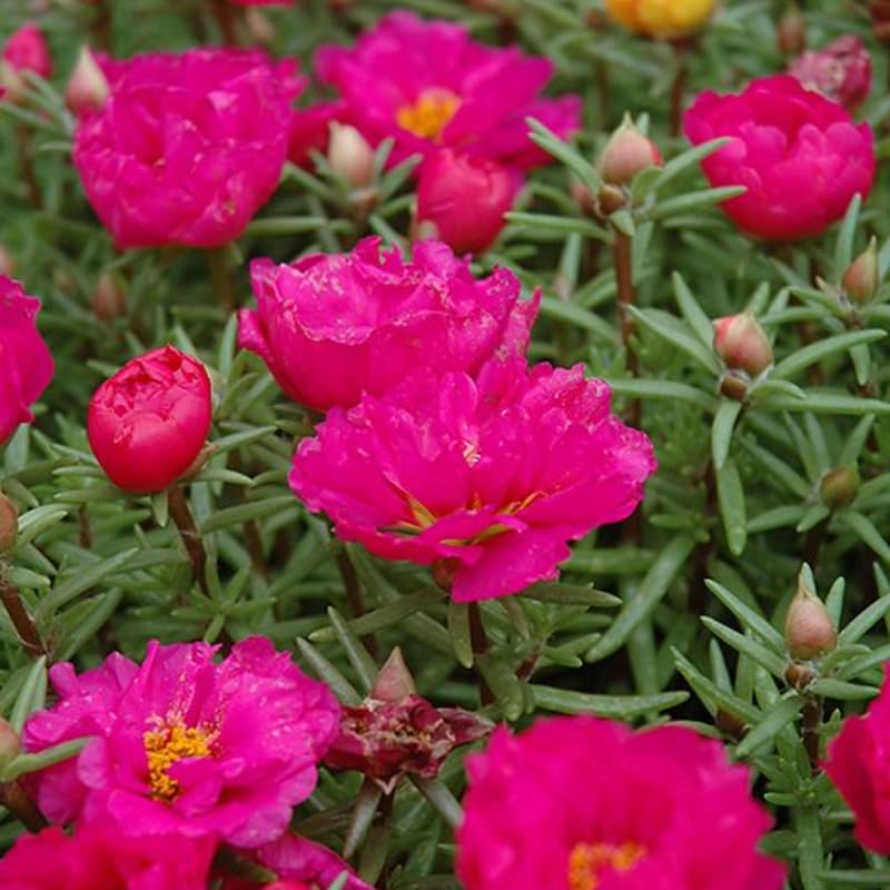2 Pink Moss Rose Plants, Annual Portulaca Flowers for Garden, Hanging Baskets, Well Rooted Plugs 3-5 Inches