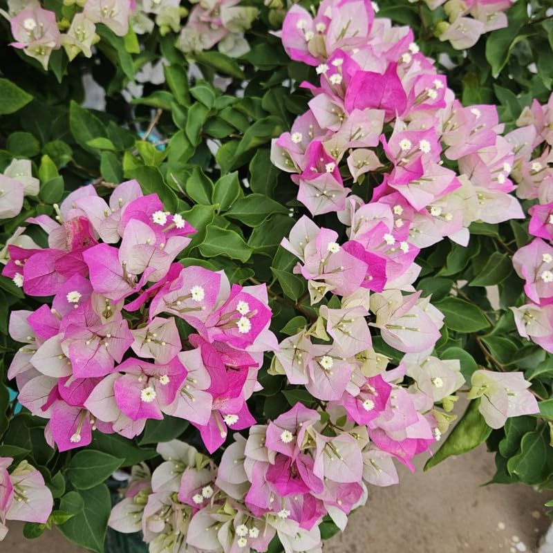 Set 2 White Pink Bougainvillea Plants, 5-8" Tropical Bougainvillea Plant Starter, Colorful Perennial Blooms, Live Well Rooted Plant
