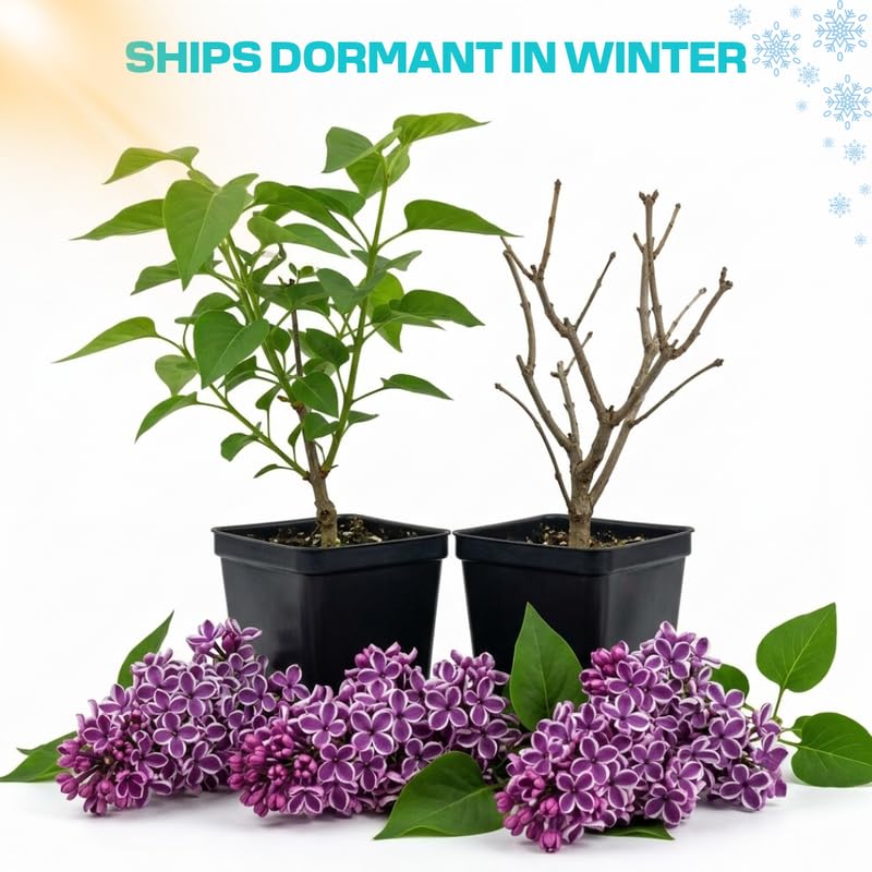 Purple White Lilac Live Plant, Syringa Flowering Shrub, 8-12" Tall