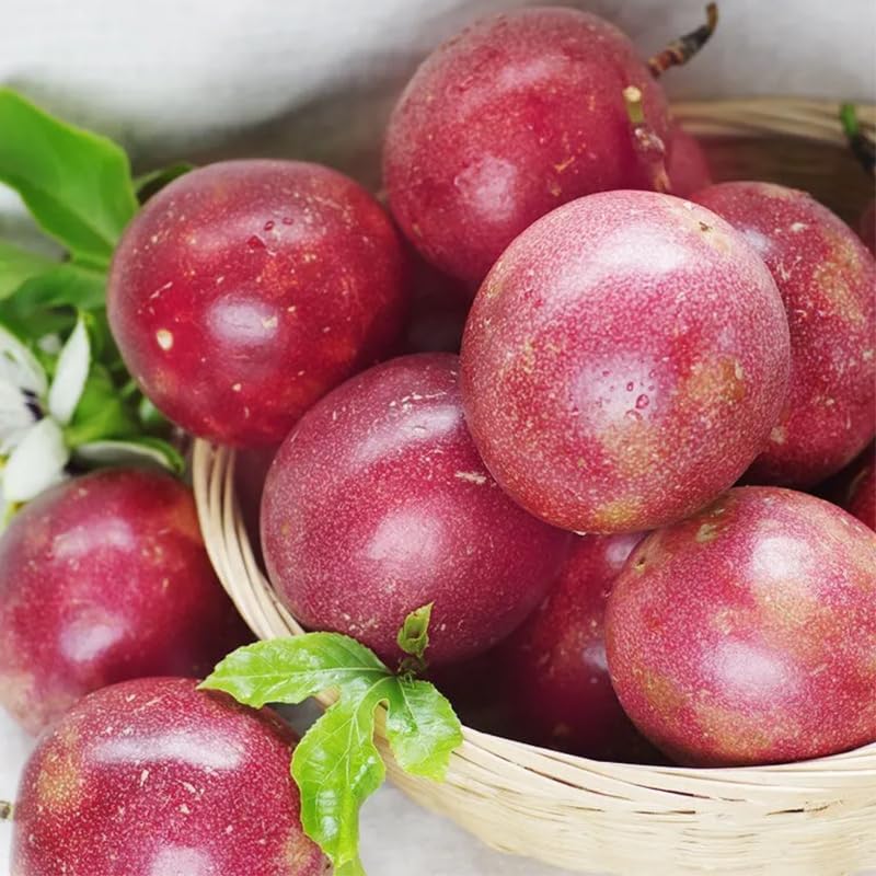 Red Passionfruit Live Plant 1 Gallon - 2-3 Ft Tall Edible Passion Fruit Passiflora Plant Vine, High Yielding, No Ship to CA