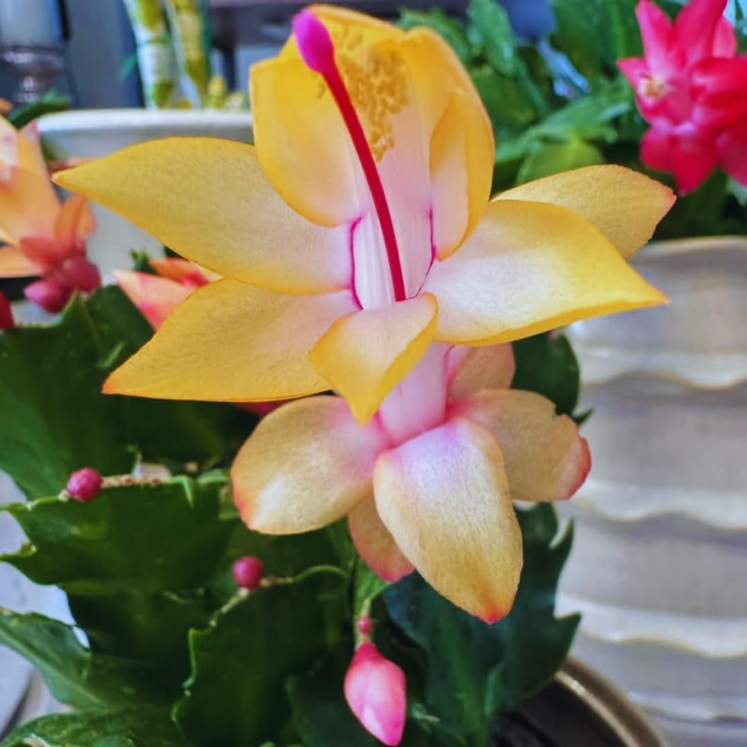 Yellow Christmas Cactus Plant Live Christmas Cactus, Holiday Cactus Live Plant, 4 Inc Pot